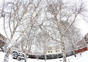 Zimowy ogród w Podkowie.