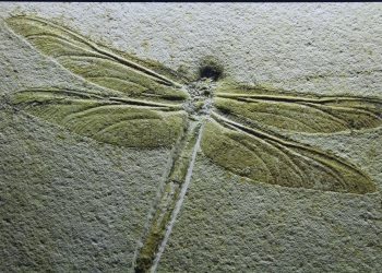 Prehistoryczna ważka. 