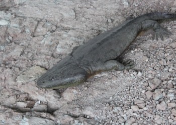Dinozaur.