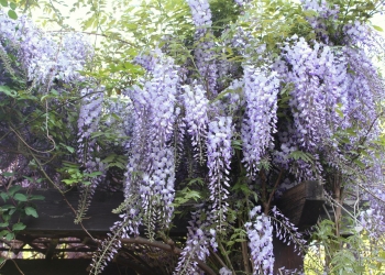 Kwitnąca wisteria.