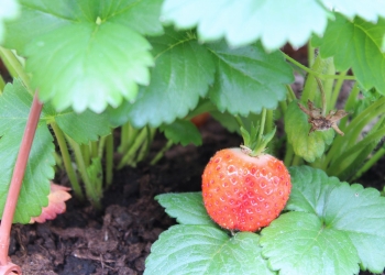 Owoc truskawki.