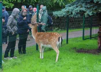 Zwiedzamy Zoo.