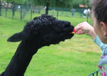 Zwiedzamy Zoo.