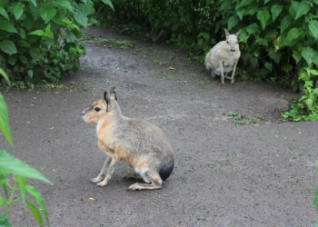 Zwiedzamy Zoo.