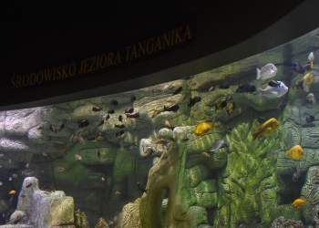 Palmiarnia akwarium.