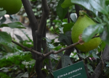 Palmiarnia rośliny egzotyczne