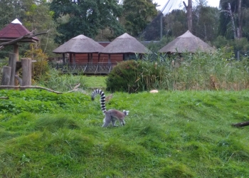 Zwiedzanie Zoo.