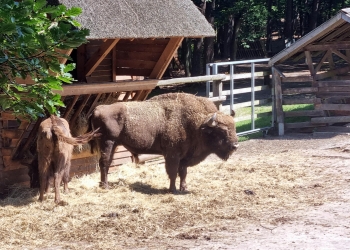 Zagroda żubrów w Międzyzdrojach.