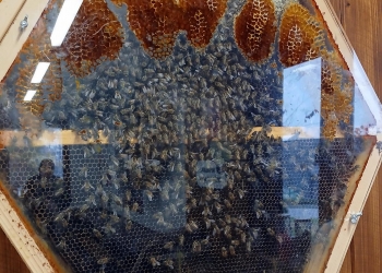 Zwiedzanie Apilandii.