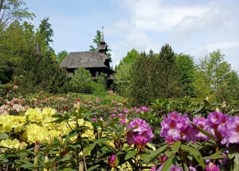 Kwitnace rododendrowny w ogrodach rezydencji prezydenta RP. W oddali budynek rezydencji.