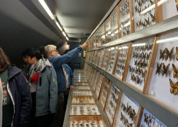 Uczestnicy oglądają ekspozycje z motylami.