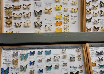 Gabloty, w których są motyle razem z opisami.