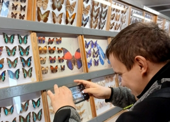 uczestnik robi zdjęcie telefonem gablot zawierających motyle.