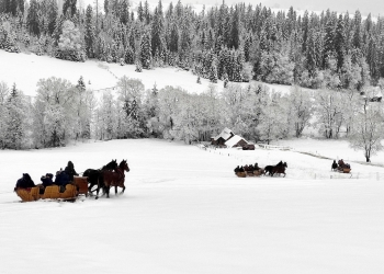 Sanie ciągnięte przez konie jadą po śniegu, w tle jest las zasypany śniegiem.