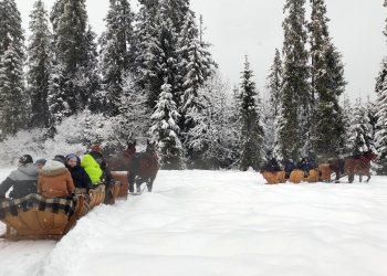 Sanie ciągnięte przez konie jadą po śniegu, w tle jest las zasypany śniegiem.