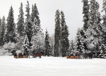 Sanie ciągnięte przez konie jada po śniegu, w tle jest las zasypany śniegiem.