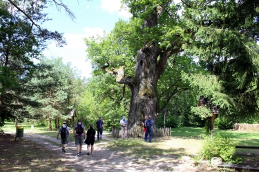 W krainie starych dębów.